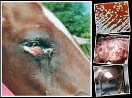 Image result for Glanders