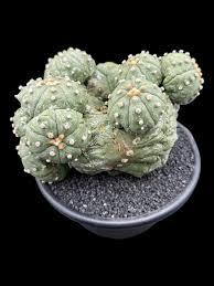 Image result for Allophylus pseudopaniculatus