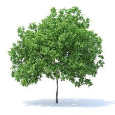 Lemon Tree 3d Model 4 4m 3d Model Ad Tree Lemon Model Lemon Tree 3d Model Tree