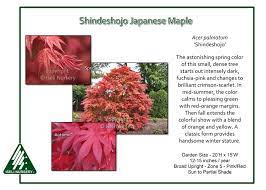 Turning green quickly as temperatures rise, patience is rewarded in summer with bright red secondary growth. Japanese Maple Acer Palmatum Shin Deshojo Plants Seeds Bulbs Outdoor Plants Umoonproductions Com