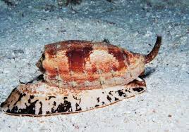 Image result for Isoglossa vulcanicola