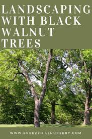 Substance that causes many plants to wilt and die. Landscaping With Black Walnut Trees A Breezy Hill Nursery Guide