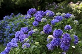 Where To Plant Hydrangeas In South Carolina Planting Hydrangeas When To Prune Hydrangeas Hydrangea Care