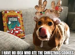 Beagle Christmas Cookies Meme Petpress Petpress