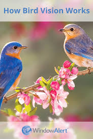 Birds Enjoy Sharper Vision Than Humans Birds Can See Certain Light Frequencies Including Ultraviolet That Humans Cannot See L Pet Birds Pretty Birds Bird