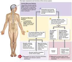 Icse Solutions For Class 10 Biology The Nervous System And Sense Organs A Plus Topp Nervous System Diagram Nervous System Anatomy Peripheral Nervous System
