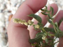 Image result for Olax pentandra