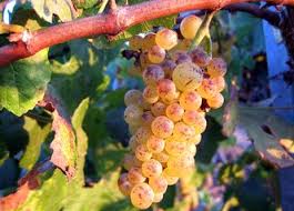 Image result for royalty free photos of Sauvignon Gris grape