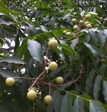 Image result for Sapindus