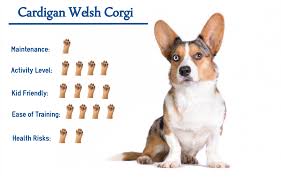 More images for cardigan corgi puppies virginia » Cardigan Welsh Corgi Everything You Need To Know At A Glance