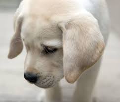 Yellow Lab Animals Pinterest Perros Animales And Cachorros