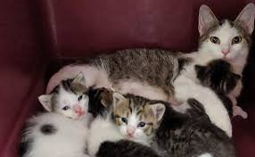 Always wait to see if mom returns. Mom And Baby Kittens Saved From Euthanasia Because Of Fostering