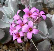 Kalanchoe Pumila Family Crassulaceae Sukkulenten Blumen