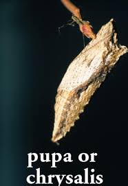 All About Butterflies Department Of Horticulture
