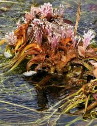 Image result for Inversodicraea