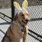 Mad Paws Doggie Egg Hunt