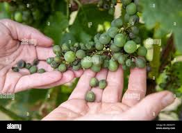 Image result for peronospora grapevine