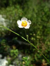 Image result for Wissadula