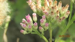 Image result for Pluchea bequaertii