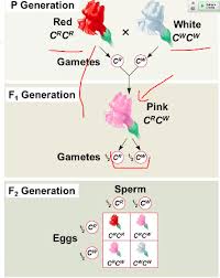 He is wondering if he received the gene for color blindness from his mother, his father. Mcdb1a Non Mendelian Genetics Flashcards Quizlet