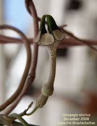 Image result for Ceropegia nilotica