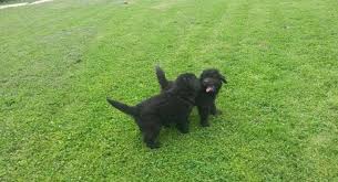 Newfoundland puppies for sale ohio. Akc Newfoundland Puppies For Sale In Fort Recovery Ohio Classified Americanlisted Com