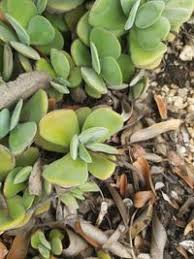 Image result for Crassula globularioides