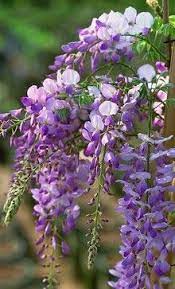 Spring Planting Wonderful Wisteria Glicine Fiori Fotografia Di Fiori