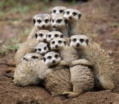 Dm to submit or request removal. Meerkats At The Taman Safari Zoo In Indonesia Animal Hugs Cute Animals Animals Beautiful