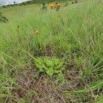 Image result for Crassocephalum vitellinum