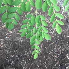 Image result for Moringaceae