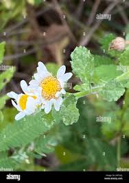 Image result for Melhania prostrata