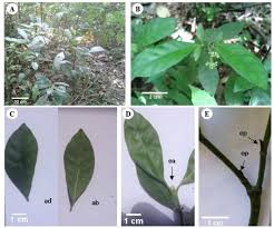 Image result for Psychotria mahonii