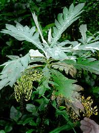 Image result for Bocconia