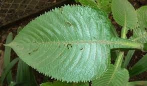 Image result for Brillantaisia owariensis