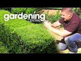 Many different plants can be utilized to create hedges; Pin On Plants I Have