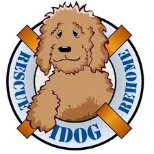 Australian cobber dog, cobber dog, labradoodles, australian labradoodles, poodle mix, labrador mix, puppies, labradoodle puppies, mulit generation labradoodles, heber springs, arkansas 72543 florida, bernedoodle, miniature puppies, low shed dog, hypoalergenic dog, north carolina. Update Idog Rescue Labradoodle Goldendoodle Rescue