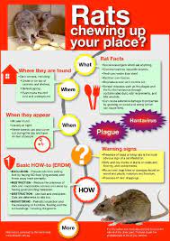 Protecting Your Home And Family From Rats Animal Infographic Food Animals Rat Control