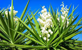 Image result for Yucca