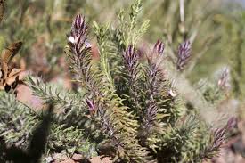 Image result for Muraltia