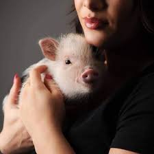 Pet beim führenden marktplatz für gebrauchtmaschinen kaufen. Mini Pigs For Sale By Honeyishrunkthepigs Home Facebook