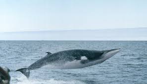 They aren't likely to be more than 35 feet long or to weigh more than 5.5 tons. Minke Whale Polarpedia