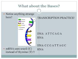 Transcription, translation and replication from the perspective of dna and rna; Do Now What Is The Function Of Dna Ppt Download