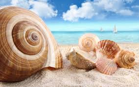 Welcome to 4kwallpaper.wiki here you can find the best seashell desktop wallpapers uploaded by our community. Seashells Beachy Sea Shells Beach Wallpaper Shell Beach