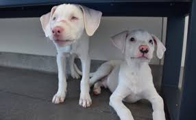 Find pets for sale in denver on oodle classifieds. Rescue Puppy Acts As Blind Deaf Littermate S Guiding Star