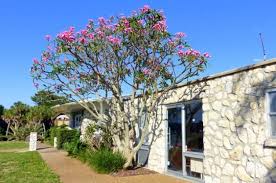 Plumeria in winter fragrant plumeria (plumeria spp.), best known for use in flower leis in the hawaiian islands, makes a lovely addition to backyard tropical landscapes. Drought Tolerant Gardening With Plumeria Birds Blooms