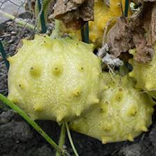 Image result for Cucumis metuliferus
