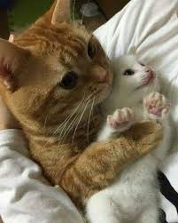Doga Ve Hayvan Sevgisi In Instagram Gonderisi 20 Nis 2019 7 30os Utc Kittens Cutest Baby Animals Cats