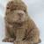 Shar Pei Fluffy Chow Dog