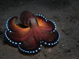 Check spelling or type a new query. The Coconut Octopus Ocean Animals Ocean Creatures Animals Beautiful
